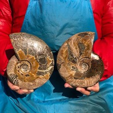 2pcs 4.2LB Natural Horn Screw Fossil Ammonite Conch Crystal Specimen Healing picture