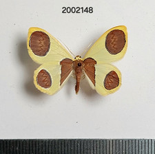 Geometridae Plutodes sp.    #2148 NORTH THAILAND picture