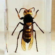 Giant Asian Hornet, Murder Hornet, Insect in Resin, Oddities, Vespa Ducalis picture