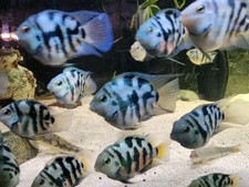 Group of Polar Blue and White Parrot Cichlid free 2 day Shipping picture