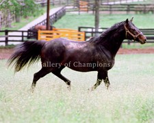 Round Table Retirement Paddock Photo 8