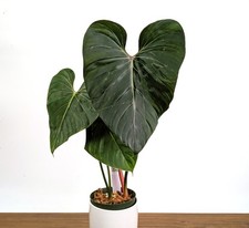 Philodendron Pink Glory in 6