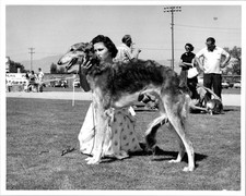 Woman Outdoors At A Dog Show Showing Off Borzoi Dog 1948/49 Found Photo VB756 picture