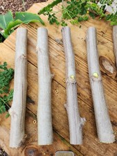 (4) THICK MORINGA Cuttings Oleifera Miracle Drumstick Tree picture