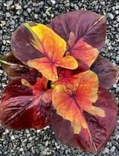 AUTHENTIC Caladium  Sunset Sky 1 bulbs picture