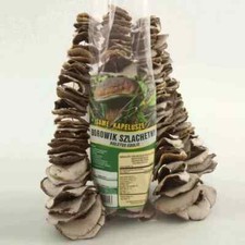 Seweryn King Boletus Porcini Dried Mushrooms Whole Caps String 100 g  / 3.52 oz picture