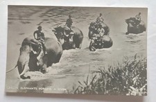 Ceylon Sri Lanka Elephants Fording River C1920s Postcard  picture
