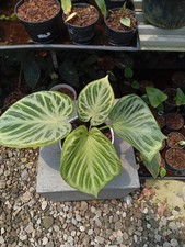 Real Picture Anthurium Silver Tiger Rare Plant picture