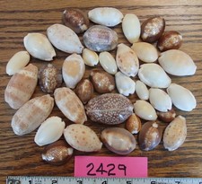 Lot Of 36 Tiger Cowrie Seashells (Cypraea tigris) varying sizes (#2429) picture