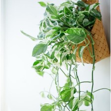 Pothos ‘Pearls and Jade’ – 3 Cuttings – 4”-5” Devil’s Ivy Indoor House Plant picture