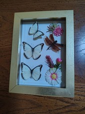 Three real butterflies and dragongly framed picture picture