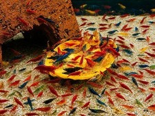 40 Cull Neocaridina Shrimp Live Mixed Color Freshwater Skittles Live Arrival picture