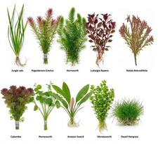 40+ Stems (10 species) Beginner Live Aquarium Plants Bundle Live Aquarium Plants picture