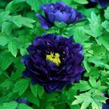 20 SEEDS for Blue Purple PEONIES rare blossom flowering exotic plant USA Seller picture