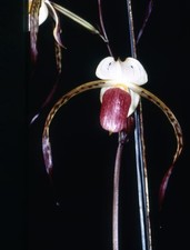 Orchids paphiopedilum Lady Isobel picture