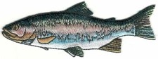 Realistic Rainbow Trout Game Sport Trophy Fish Embroidery Patch Facing Left picture