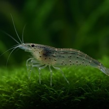 10 +1 AMANO ALGAE EATER - Freshwater Neocaridina Aquarium Shrimp. Live Guarantee picture