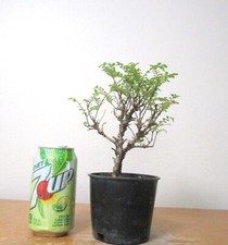 Fat Chinese Seiju Elm for mame shohin bonsai tiny leaves multi list  picture
