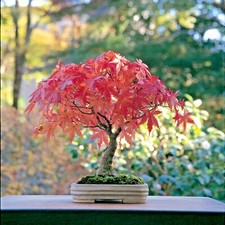 Japanese Maple Bonsai Acer palmatum Japanese maple bonsai live plant  or seeds picture