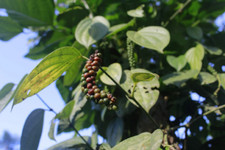 Black Beauty Peppercorn {Piper nigrum}| Organic Heirloom 10 Seeds  picture