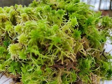 Fresh Live Sphagnum for Terrarium Vivarium Orchids Carnivorous 8