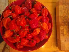 2 Pound Fresh Red Habanero Chili Peppers picture