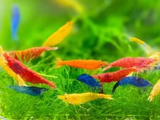 100+ Mix Neocaridina Live Shrimps for Freshwater Aquariums Neocaridina shrimps picture