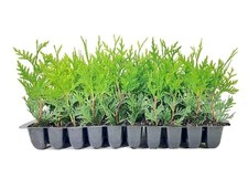 Thuja Green Giant |10 Live 2 Inch Trees | Thuja plicata | Low Maintenance Plant picture