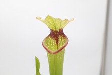 Sarracenia - 