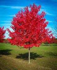 Live Red Maple Tree Vibrant Fall Color 1 -4 yo Well Rooted Plant picture