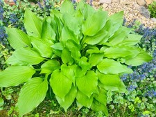Hosta ElegansHosta Sieboldiana live plants ( 10 roots) Perennial , Shade Lover picture