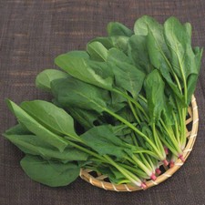 200+Seeds Big round leaf spinach Giant Noble spinach Persia vegetable USA picture