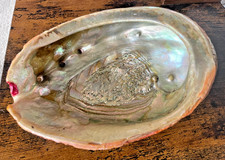 EX LG Natural Original Abalone Shell Ocean 7.5