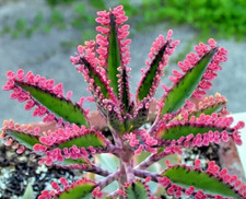 15+ Kalanchoe Pink Butterflies Pink Mother of Thousands Rare Succulent Seeds picture
