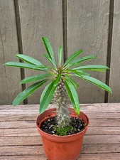 Pachypodium lamerei var. ramosum rare suculent 4''pot picture