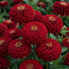 Zinnia GIGANTICA CHERRY 5
