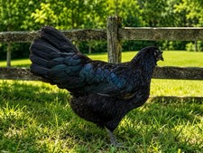 6 Fertile 🐥True AYAM CEMANI 🐥RARE Fertile Hatching Eggs NPIP picture