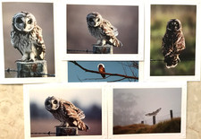 Beautiful Pueo greeting cards: Available nowhere else Add your personal message picture