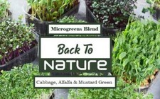 Cabbage, Alfalfa & Mustard Greens Microgreens - Organic Seeds - Non Gmo picture