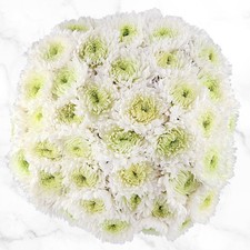Super Mums Fresh Cut Floral Bouquet, 60-stems picture