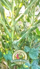 Mexican Native Wild Sugarcane, 50 Seeds- Caña Milpera Mexicana, 50 Semillas. picture