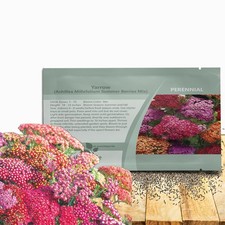 2000 Seeds Yarrow Seed Mix For Planting Outdoors - Achillea Summer Berries picture