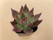 Echeveria Agavoides  Morgain  Live Succulents Plant 2” Fully Rooted picture