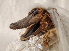 VINTAGE TAXIDERMY ALLIGATOR HEAD DOLL SWAMP PEOPLE WEDDING DAY BRIDE MAN CAVE picture