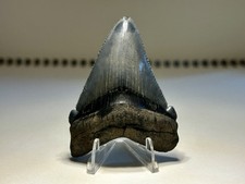 Near 2.5” Angustiden Shark Tooth Summerville South Carolina Rare Robust Root  picture