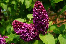 Ludwig Spaeth Lilac Plant Live Starter Deep Purple Fragrant Flowers picture