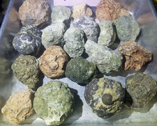 (5 lb LOT) = ( 15 to 19 Uncut Rough Oregon Thundereggs) Wildcat Beds Old Stock picture