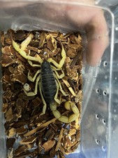 Live Scorpions lot picture