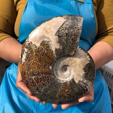 3.52LB Polishing and Restoration of Natural Conch Specimens from Madagascar 4628 picture