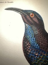 1833 Prêtre Lesson 3 Different Watercolor Rare Birds Riflebird H/C Engravings picture